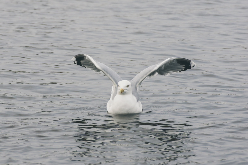 swim, beak, lake, beauty in nature, clouds, spread wings, nature, eat, feather, bill, seagull, one animal, close, sea Bird, animals in the wild, fish, sky