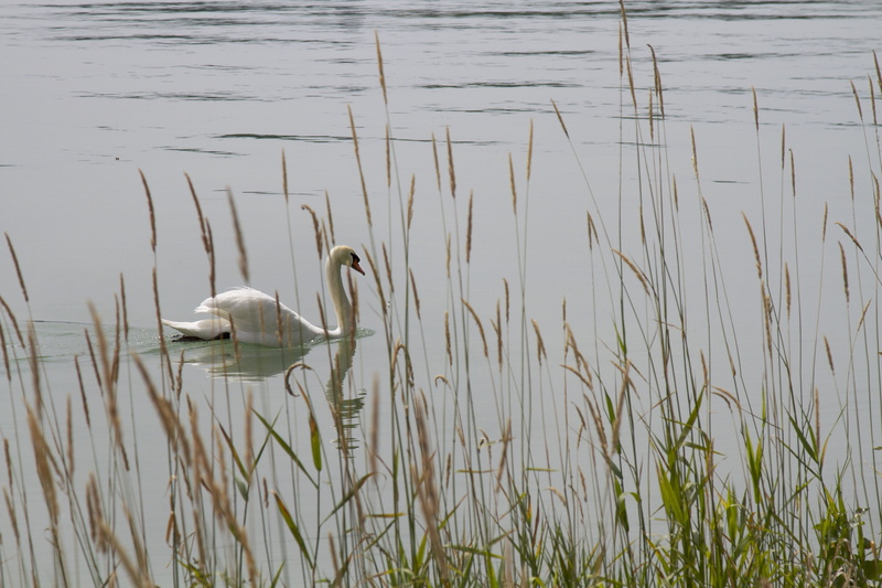 lake, swans, no people, species, waters, white swan, white bird, feather, germany, outdoors, black swan, water, nest, beautiful, black, animal family, mute swan