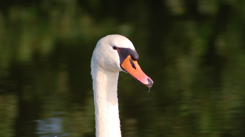 waters, animal body part, waterfowl, wildlife photography, water, feather, 2K, vertebrate, white, animals in the wild, water bird, head, creature, close-up