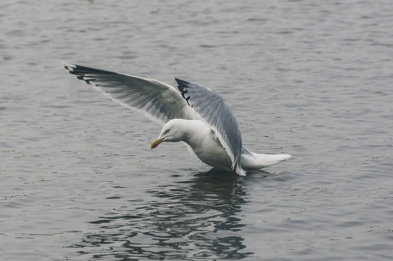 animals in the wild, bird, clouds, feather, close, Water, sea, wildlife, day, flight, sea Bird, water bird, animal wildlife, food, animal themes, animal