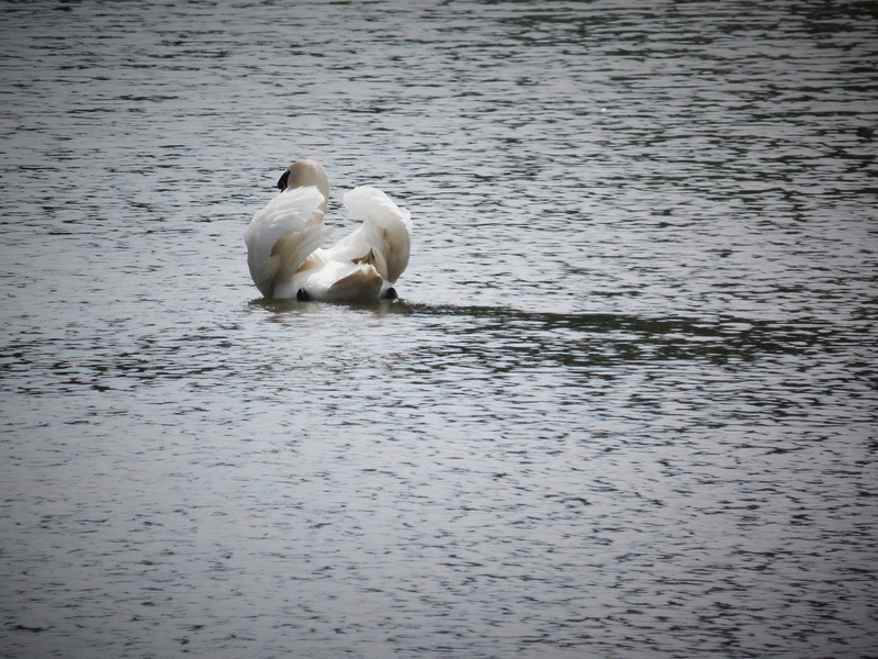 vertebrate, animal themes, lake, mammal, bird, water, poultry, animal wildlife, elegant, animal family, cygnet, no people, 2K, creature, white, pride