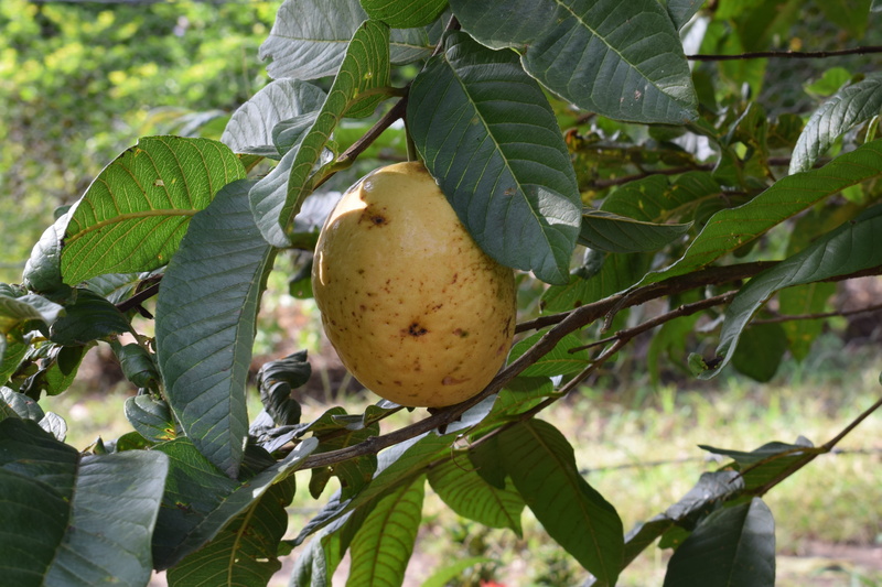 healthy eating, growth, food and drink, close-up, freshness, food, focus on foreground, branch, fruit, nature, colombia, agriculture, ripe, 5K, tree, wellbeing