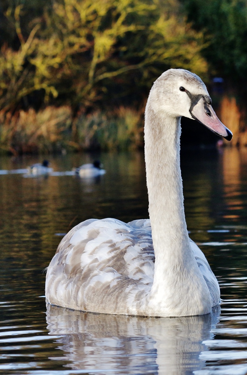 majestic, cute, neck, elegance, newborn, calm, lake, little, love, graceful, swimming, family, brown, peace, mirror, park, day, romance, purity, tranquil