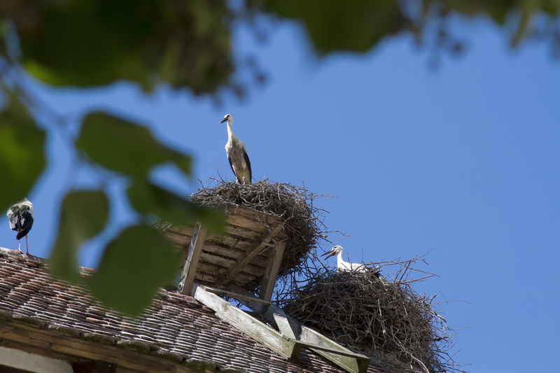 clear sky, animals in the wild, house-goose, white dove, tree, rattle stork, swan goose, goose family, germany, animal themes, plant, monkey mountain, storks