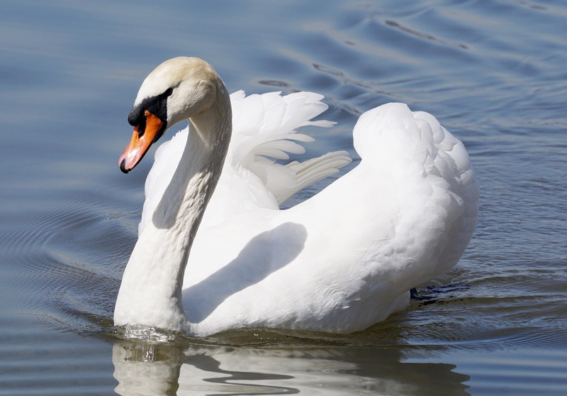head, beak, feather, swan, neck, freshwater bird, water bird, mute swan, floating on water, vertebrate, beauty in nature, nature, body, swimming, goose