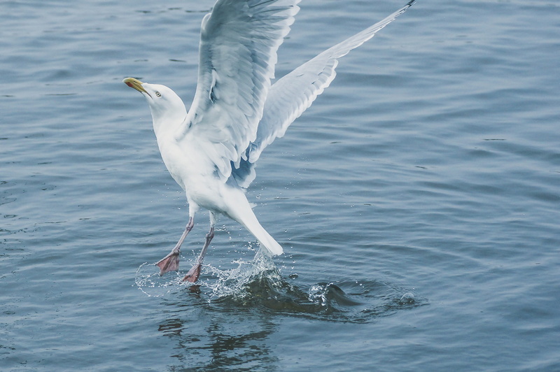 waterfront, seevogel, Fly, animal wildlife, netherlands, birds, one animal, Water, flying, food, eat, clouds, black headed gull, white, fishing, sky, splashing
