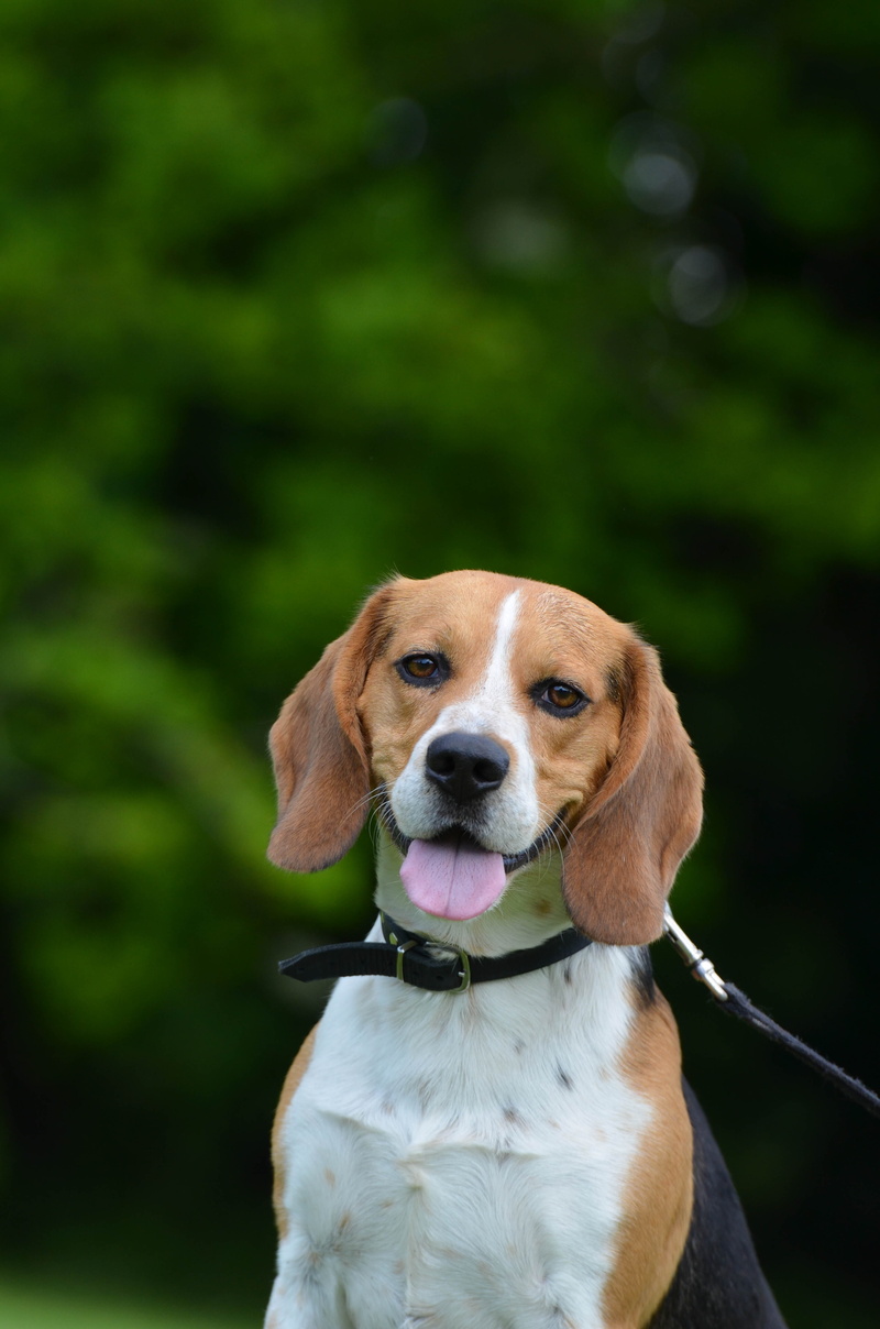 cute, white, mammal, collar, day, animal head, purebred Dog, canine, domestic animals, outdoors, panting, animal body part, pet collar, tan, animal, vertebrate