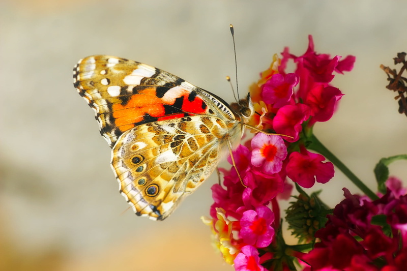 selective, invertebrate, vulnerability, photography, animal, colorful, 1080P, pollination, beautiful, pink, animal wildlife, summer, perched, plant, insect