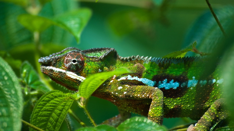 Green, reptile, difficult, distinguish, 1080P, Leaves, Chameleon
