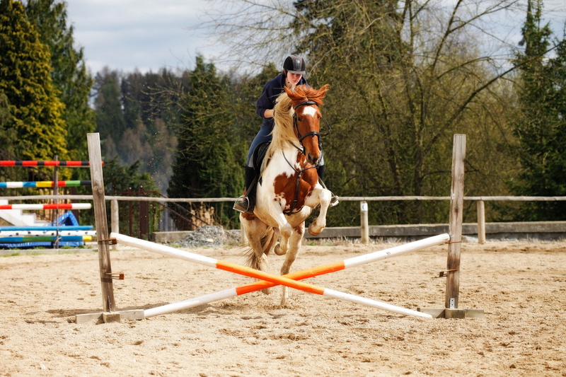 Horse, outdoors, Jump, pets, sand, person, herbivorous, speed, day, domestic, animal wildlife, Jockey, livestock, motion, boundary, tree, sport, nature