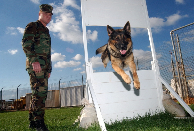 military uniform, training, men, armed forces, uniform, dog, 1080P, government, pets, outside, military, domestic, army soldier, people, clothing, adult
