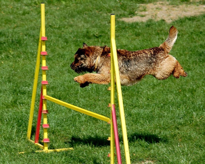 agility jump, trained, pets, pet, domestic animals, no people, obedience, obstacle, day, one animal, canine, reclining, outdoors, animal, mammal, action