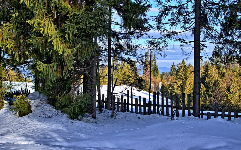 tranquil scene, land, the sun, tree, field, snow, scenics - nature, old tops, forest, the stage, no people, tranquility, beauty in nature, clouds, growth