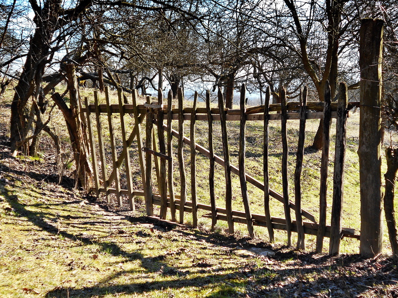 no people, day, protection, plant, spring, shadow, bare tree, wood, safety, woodland, tree, the fence, field, nature, hurdle, rails, 5K, tree trunk, security