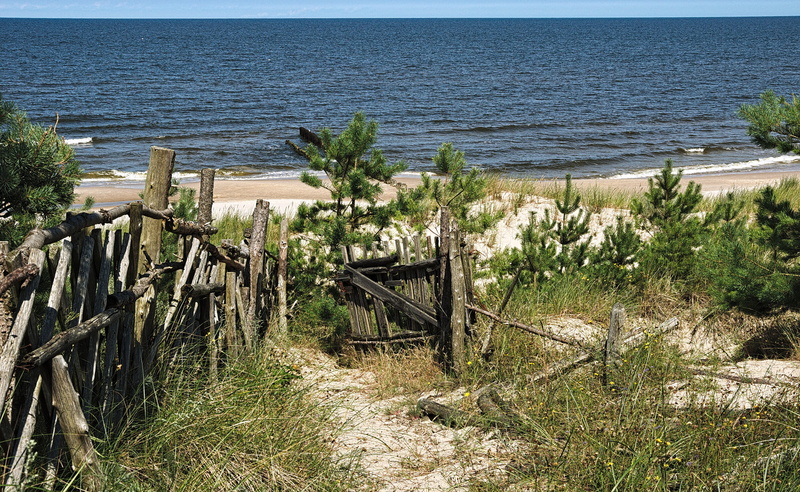 wood - material, old, pine, 4K, holidays, sand, tranquility, the baltic sea, horizon over water, boundary, tree, water, beach, no people, horizon, holiday