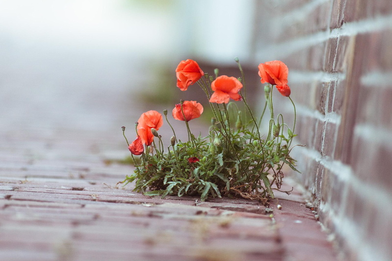 backyard, 3d and abstract, 1080P, beauty, poppies, brickwalls, among