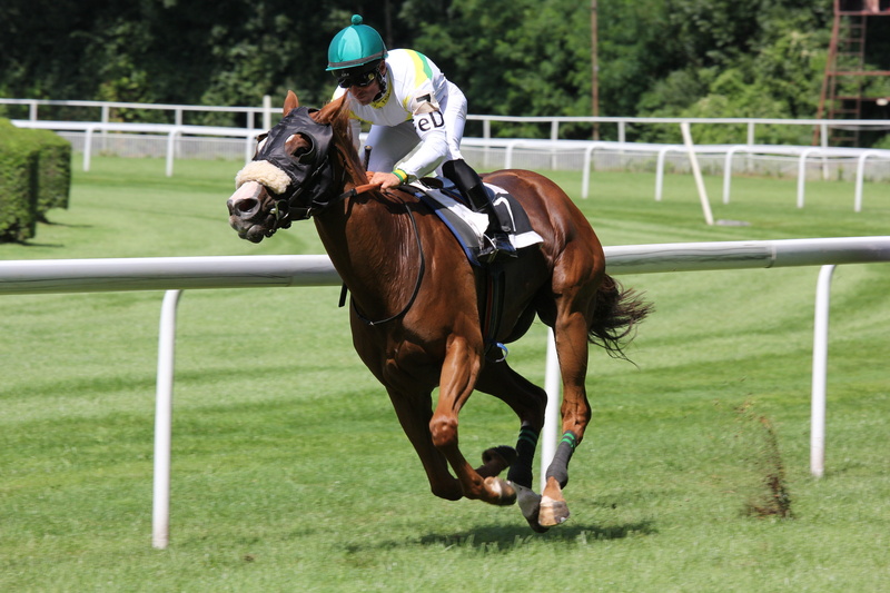 animal wildlife, horseback riding, action, vertebrate, animal, 5K, equine, recreation, saddle, fast, equestrian, riding, steeplechase, outdoors, herbivorous