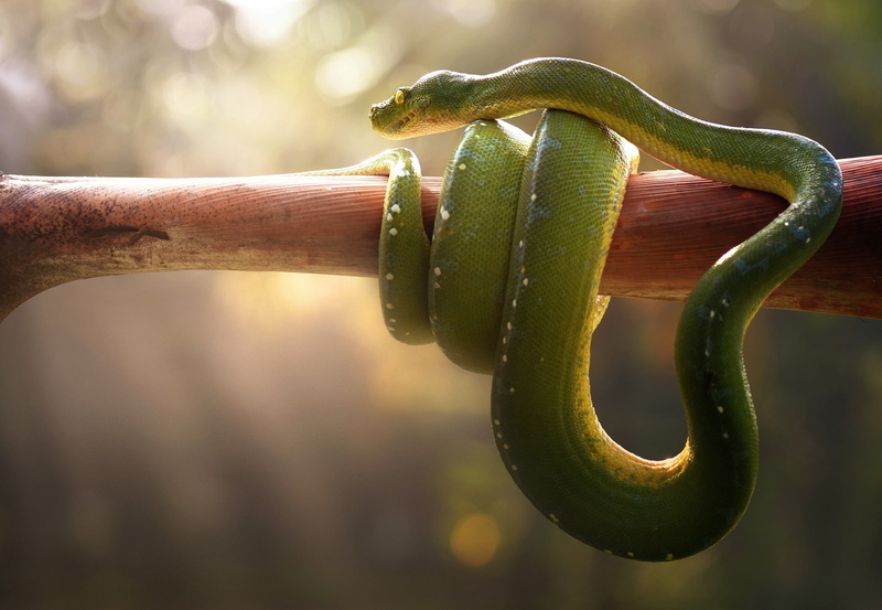 Venomous, Snake, Green pit viper, 1080P