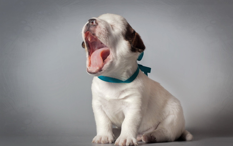 animal, gray background, gray, domestic, puppies, nature, one animal, animal themes, sitting, yawning, pit, vertebrate, tan, no people, studio shot, canine
