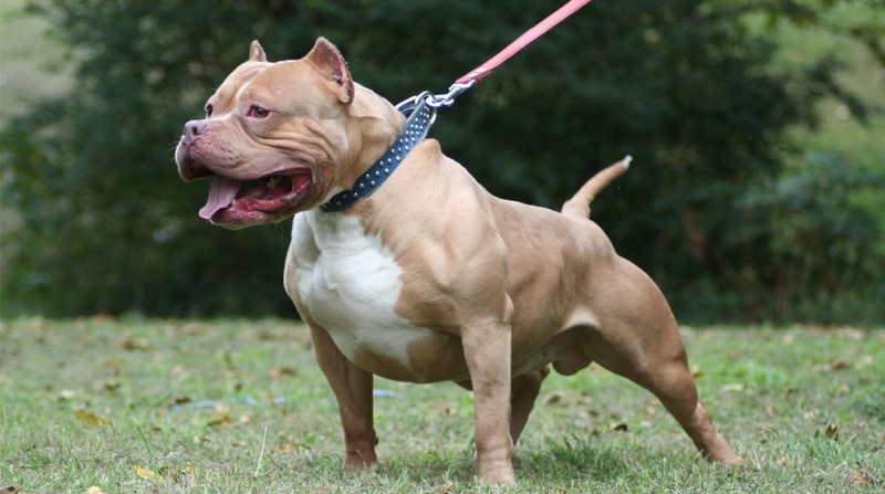 pit bull, 720P, dog, grass, animals