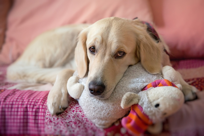 tan, retriever, domestic, american, puppies, dog, cozy, canine, domestic animals, terrier, animals, animal body part, domestic room, one animal, animal