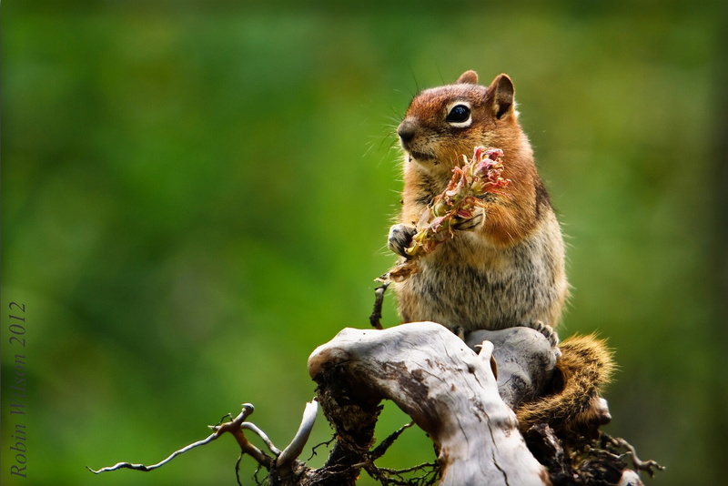 bump, females, 1080P, chipmunk