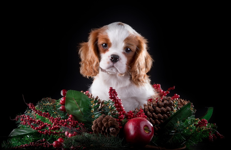 cute, puppy, Apple, The cavalier king Charles Spaniel, breed, bumps, 2K, spruce