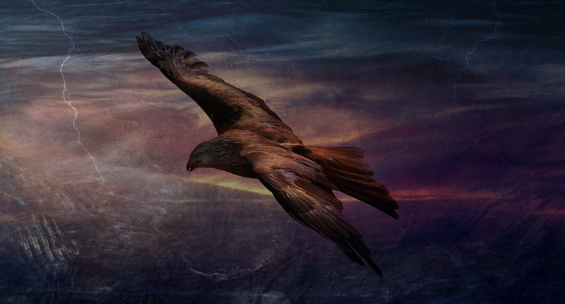 quick, vertebrate, animal wildlife, bird of prey, adler, edit, beauty in nature, animal body part, hawk, animal themes, 5K, fast, marine, animal, cloud - sky
