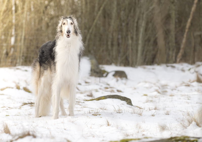white color, dog, 2K, borzoi, animal, nature, winter, animals, snow, domestic, vertebrate, no people, handsome, cold temperature, canine, mammal, greyhound