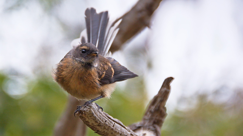 quick, nature, animal, banks peninsula, perching, tree, 4K, small, branch, curious, portrait, friendly, fantail, inquisitive, outdoors, canterbury, focus on foreground