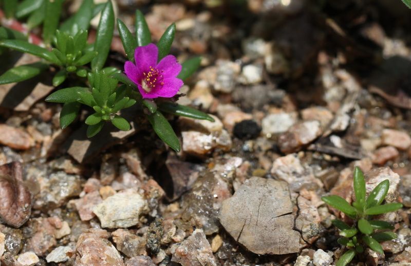 pink, bloom, flower head, lady bird wildflower garden, purple, 2K, plant part, fragility, freshness, chisme, blossom, flower, beauty in nature, portulaca pilosa