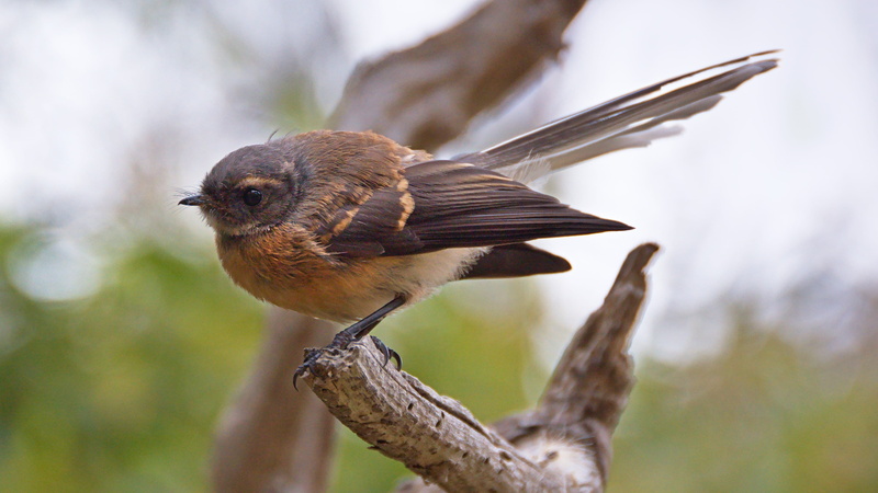 agile, nature, canterbury, small, fantail, swift, one animal, new zealand, curious, friendly, animal wildlife, bird, inquisitive, animal, 4K, quick, brown