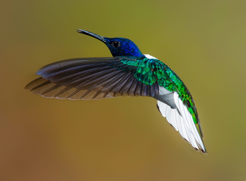 vertebrate, mid-air, green, blue, animal, rainforest, bee, no people, animals in the wild, motion, flight, beauty in nature, colored background, full length