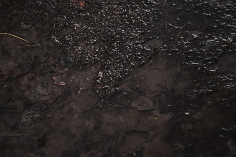 plant, tranquility, close-up, day, life, full frame, growth, field, land, authentic, 5K, high angle view, ground, no people, root, shape, dirty, celebrating_life