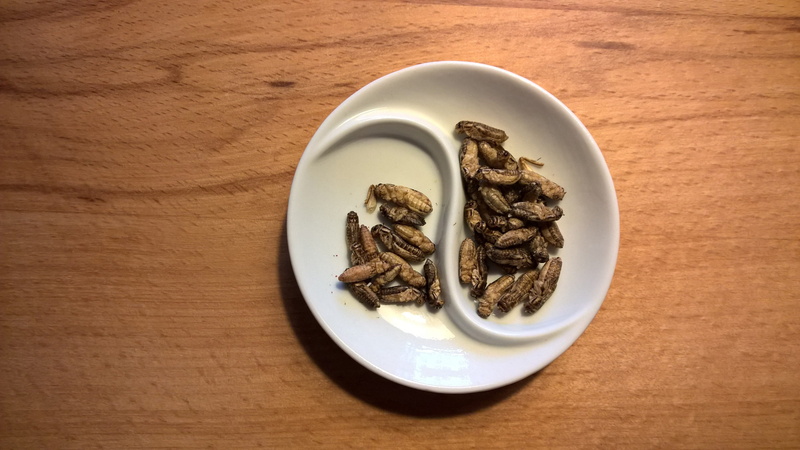 studio shot, edible crickets, disgust, freshness, indoors, Insect, wood - material, overcoming, plate, nutrition, directly above, 2K, Protein, high angle view