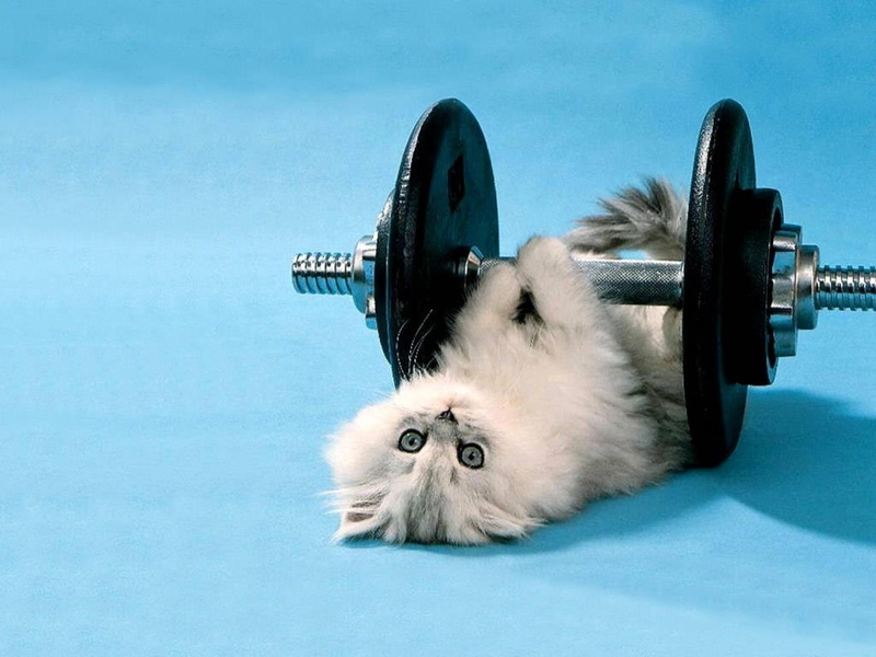 lifting, kitten, lifting weights, weights, 2K, funny