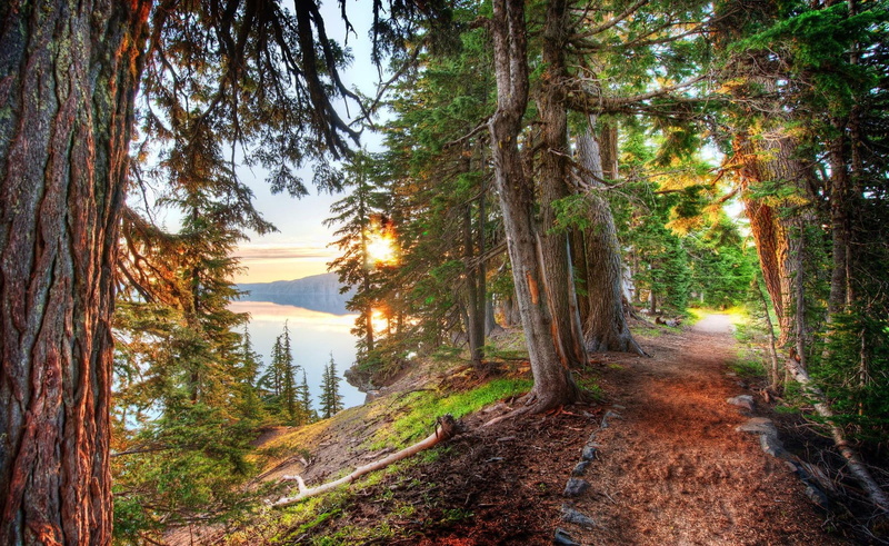 green, sunlight, HDR, 720P, direction, forest, lake, trees, trunk, beauty in nature, scenics - nature, day, crater lake, land, tree, landscape, tranquil scene