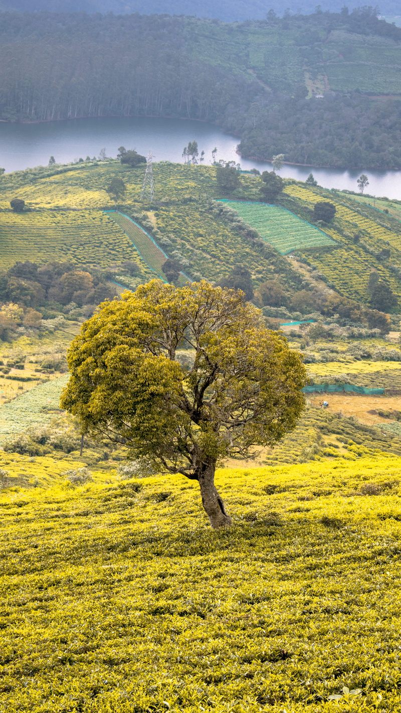 no people, countryside, farm, day, agriculture, green, plant, winter, environment, autumn, tree, hill, ooty, scenery, view, winters, rural, green color