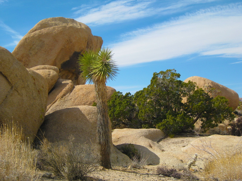 outdoors, semi-arid, usa, states, rock, day, flora, solid, no people, blue, sunlight, summer, eroded, geology, arid, wilderness, mojave, climate, america