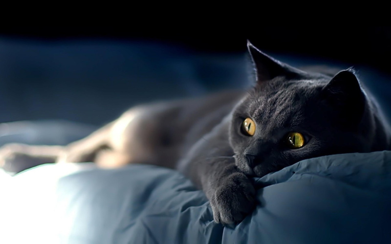 1080P, animal, funny, turn, cat, scary, kitty, black, humor, movie, animals