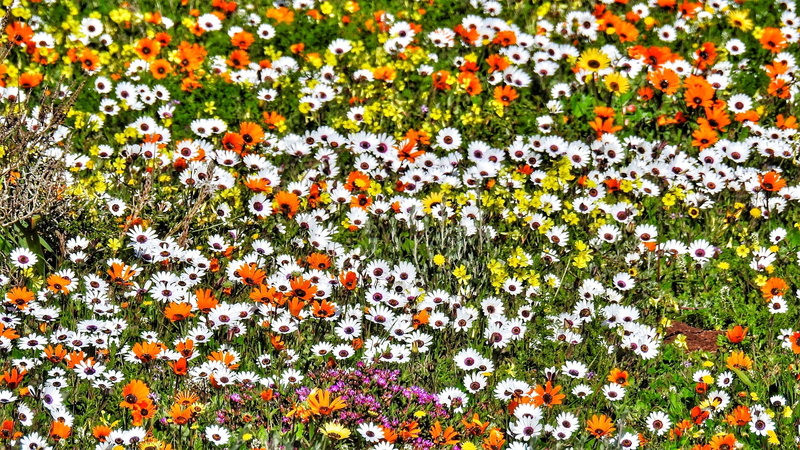 flower, freshness, south africa, springs, west coast, abundance, vulnerability, orange color, flower head, no people, beauty in nature, fragility, langebaan