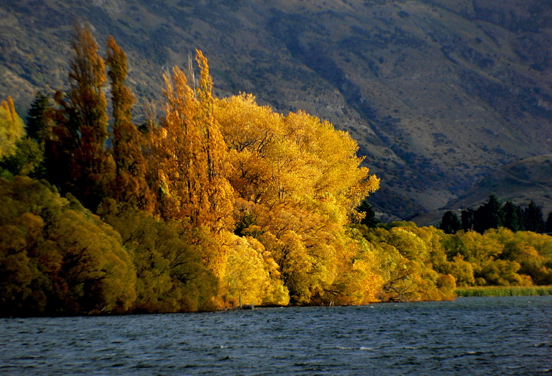 water, trees field, outdoors, beauty In Nature, colours, autumn, CC0, hayes, Lakes, lake, leaf, scenics, beside, mountain, landscape, Otago, forest, Public Domain