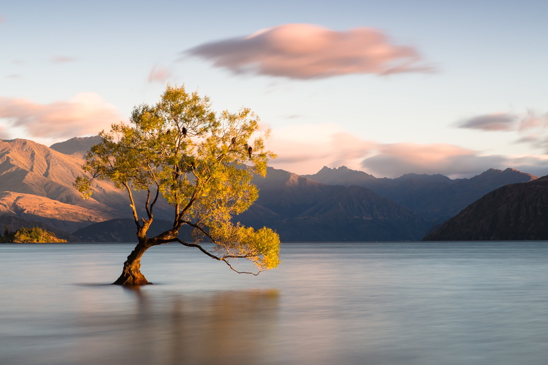 clouds, beauty in nature, water, outdoors, plant, New Zealand, landscape, idyllic, Otago, tranquil scene, Wanaka, birds, mountain range, scenics - nature