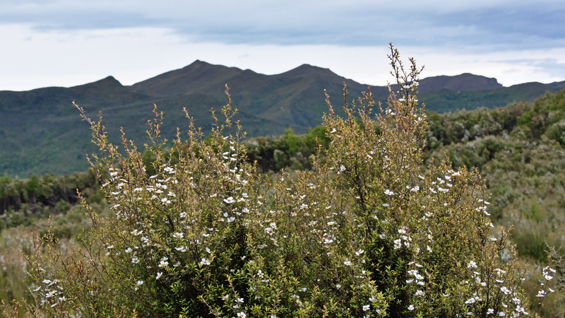 4K, sky, flower, non-urban scene, shrub, environment, upper waitati, flowering plant, no people, bush, mountain range, flowering, manuka, vegetation, otago
