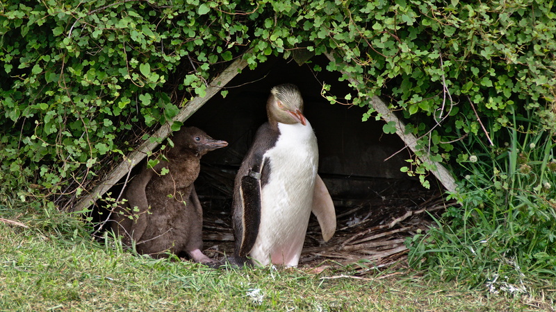 land, new zealand, animal themes, no people, vertebrate, bird, growth, standing, yellow-eyed penguin, nature, protected, 2K, breeding, tree, plant, dunedin