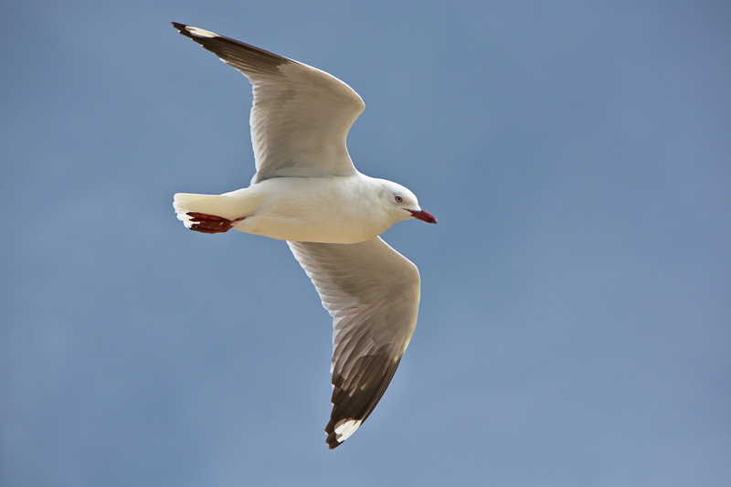 animal, animal themes, aramoana mole, blue background, otago, seagull, freedom, dunedin, vertebrate, animals in the wild, aramoana, otago harbour, bird