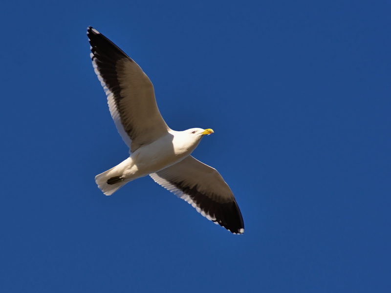 clear sky, freedom, one animal, coastal, dunedin, flying, motion, animal wildlife, sky, wildlife, mid-air, animal wing, outdoors, animal themes, blue, seagull