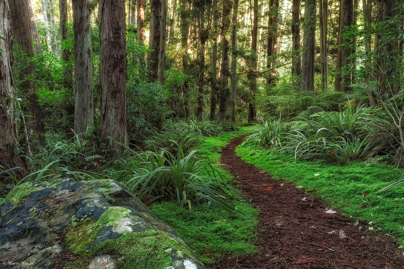 forests, grass, moss, tree, zealand, otago, new, trail, dunedin, nature, 1080P, trunk, trees