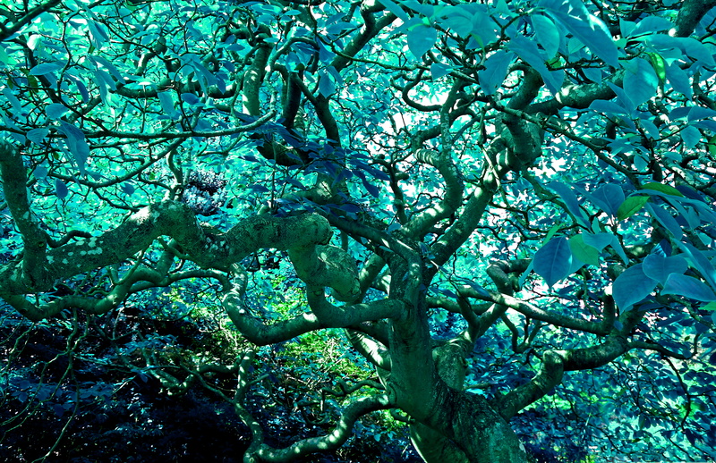 outdoors, tree, shadow, plant, cool, turquoise colored, stems, tranquility, tangle, tree canopy, foliage, lush foliage, nature, day, magnolia, sunlight