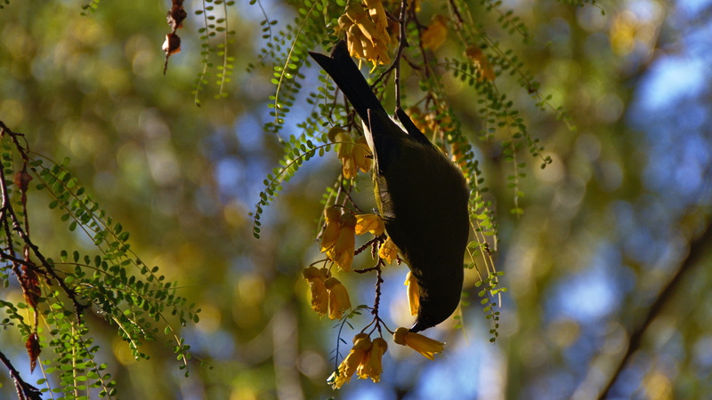 otago, focus on foreground, growth, flying, selective focus, invertebrate, tree, yellow flowers, animal themes, insect, makomako, botanic garden, pollination